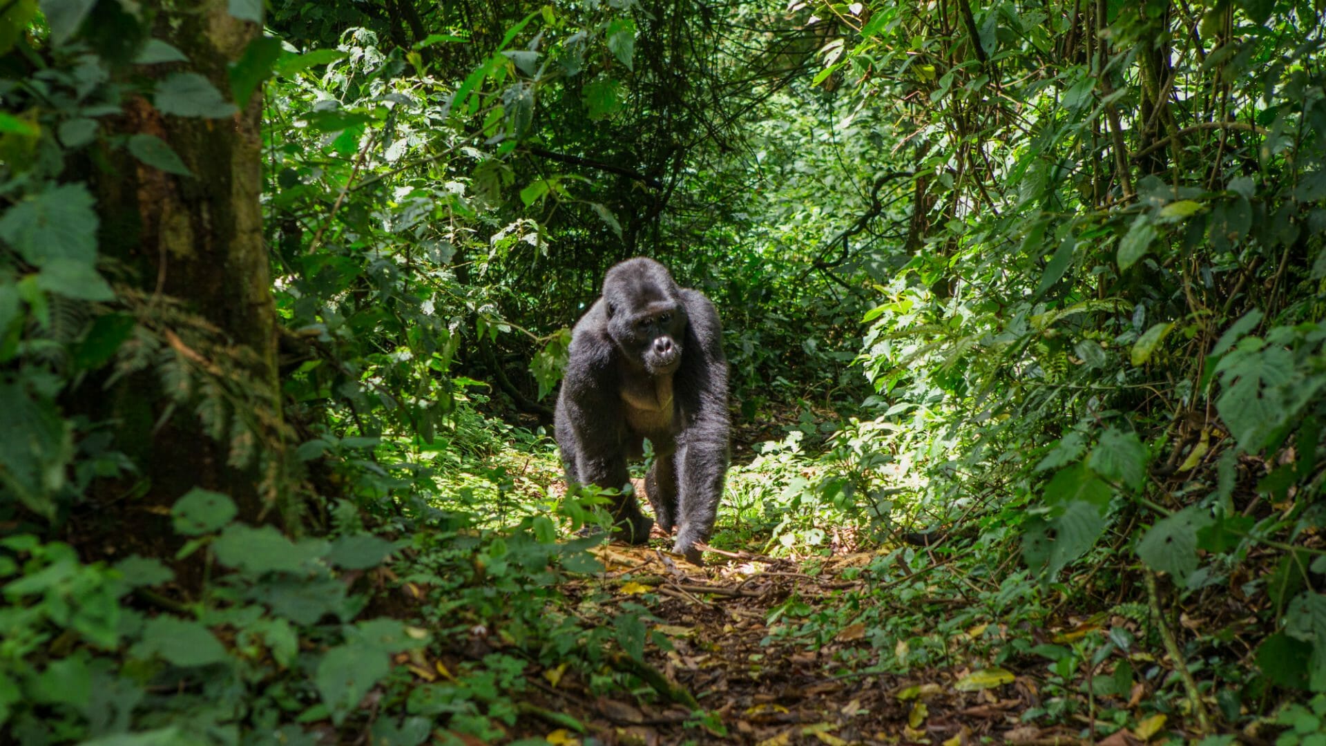 Bwindi Impenetrable National Park - View 1