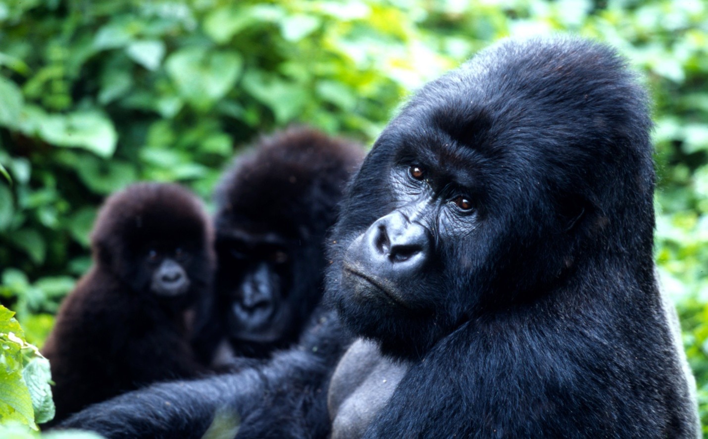 Bwindi Impenetrable National Park