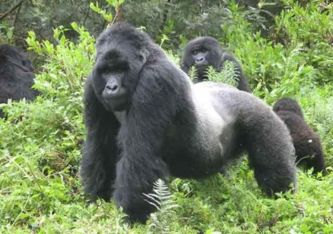Bwindi Impenetrable National Park