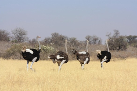Kidepo Valley National Park - View 2