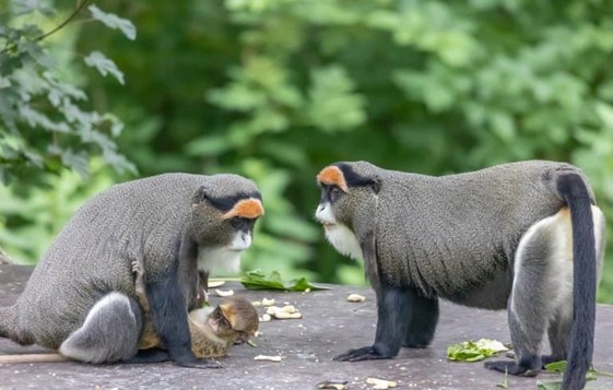 Mgahinga National Park