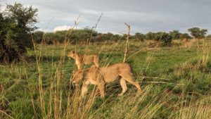 Queen Elizabeth National Park
