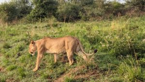 mburo photos