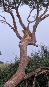 Queen Elizabeth National Park