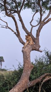 Queen Elizabeth National Park