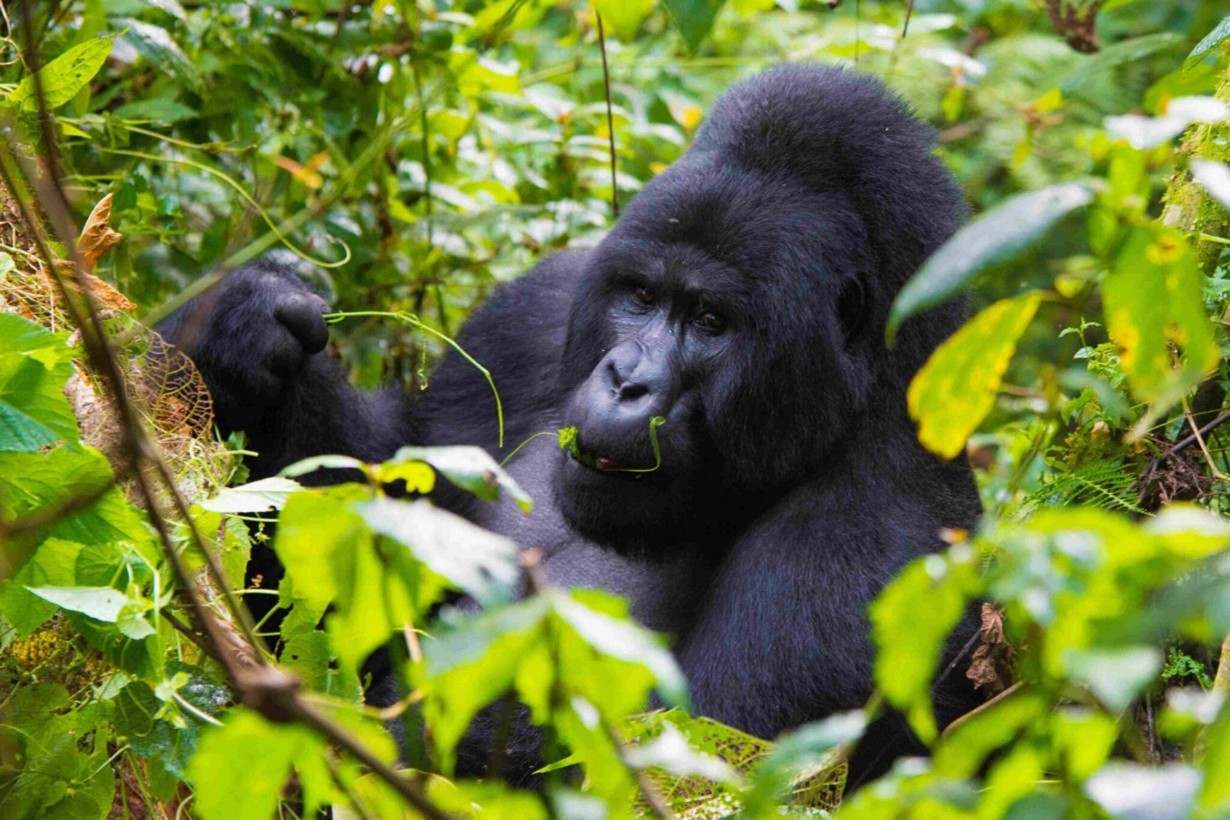 Bwindi