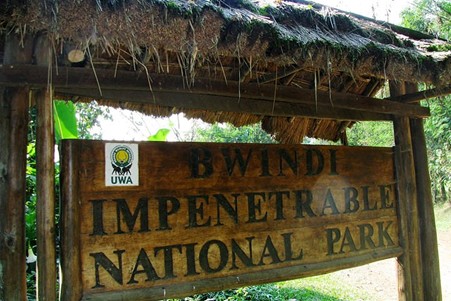 Bwindi Impenetrable National Park - Photo 5