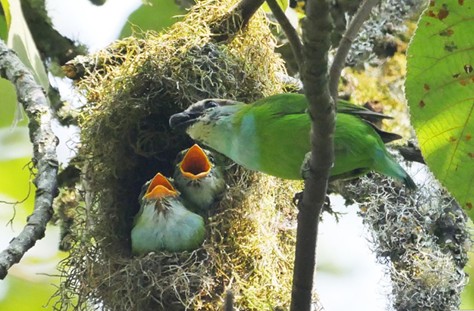 Bwindi Impenetrable National Park - Photo 4