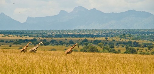 Kidepo Valley National Park - View 1