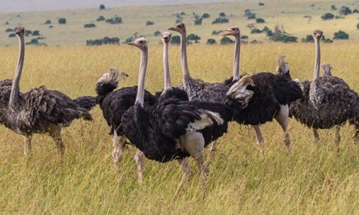 Kidepo Valley National Park - Photo 2