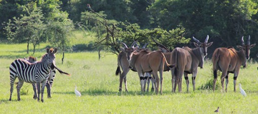 Lake Mburo National Park - Photo 1