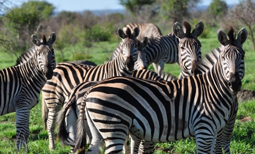 Lake Mburo National Park - View 2