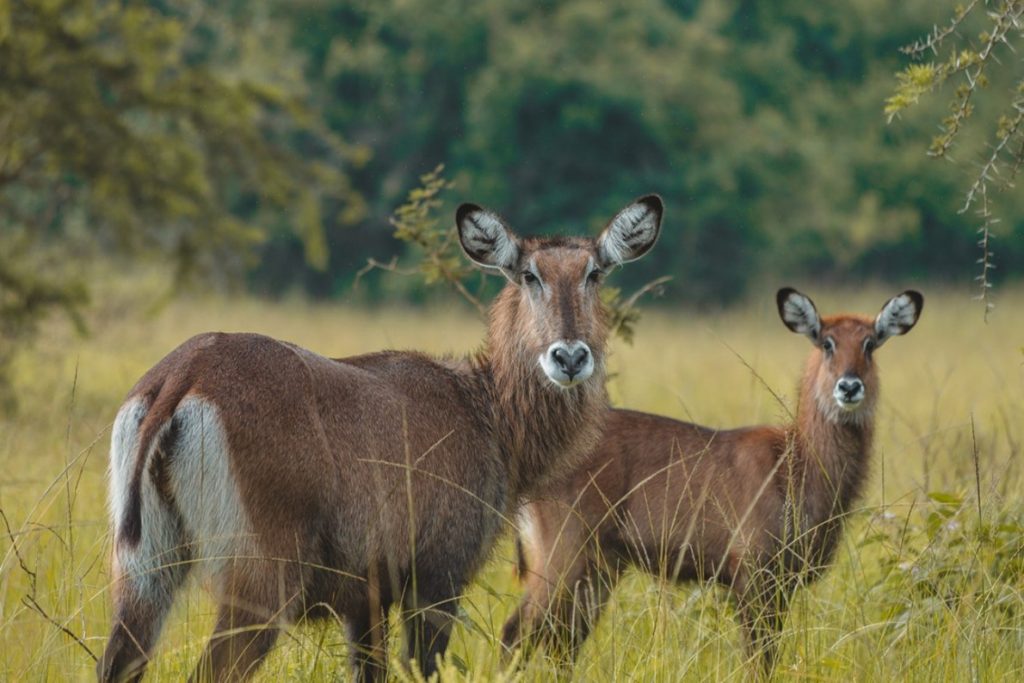 3 Days Lake Mburo National Park