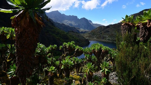 Mount Rwenzori National Park - View 1