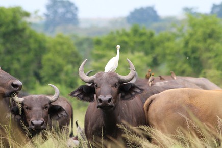 Queen Elizabeth National Park - Photo 5