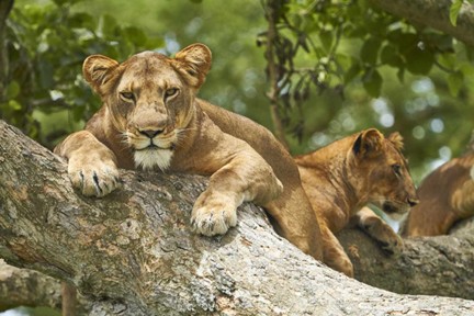 Queen Elizabeth National Park - View 1