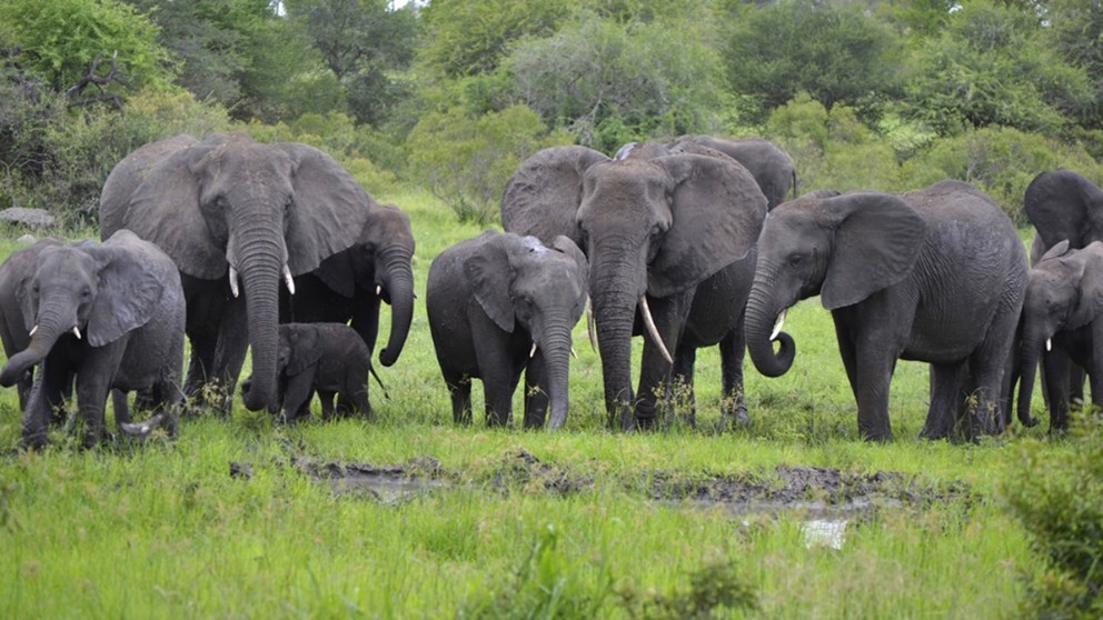 Queen Elizabeth National Park - Photo 4