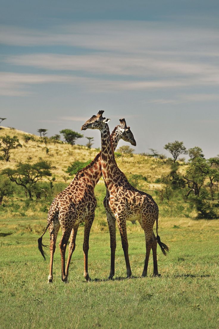 Kilimanjaro Trekking Tanzania Safari | Northern Circuit Route Overview