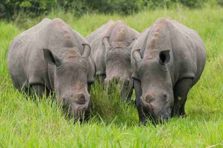 Murchison Falls National Park - Photo 4