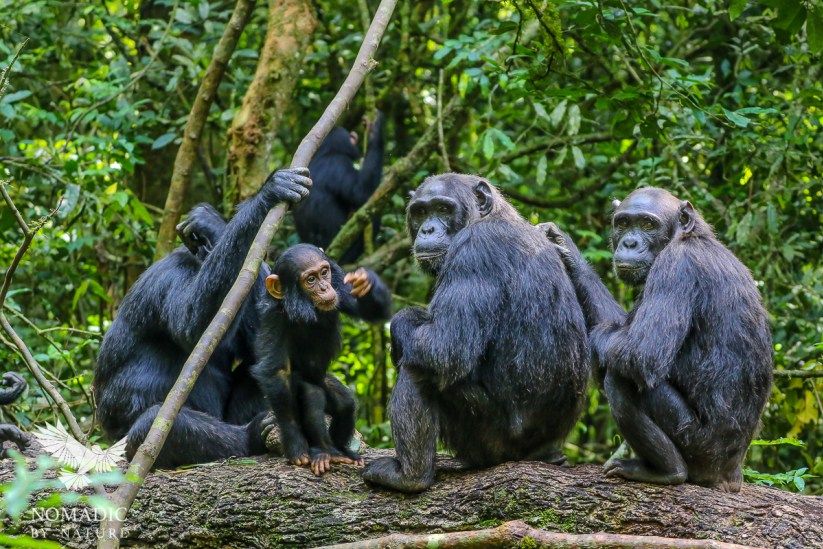 Bwindi Impenetrable National Park - Photo 2