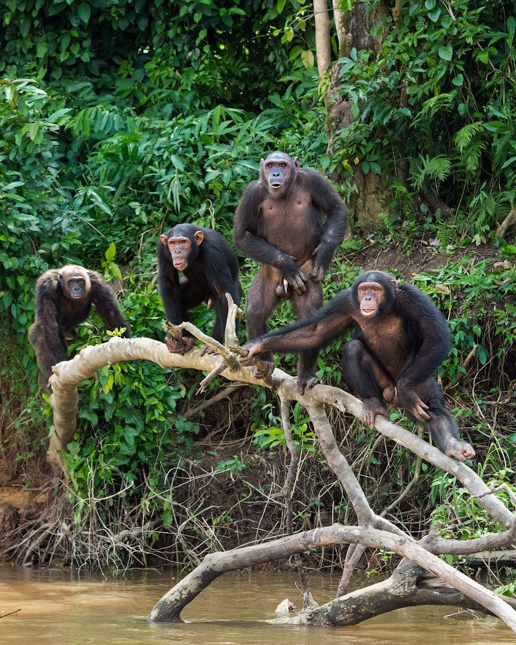 Bwindi Impenetrable National Park - Photo 3
