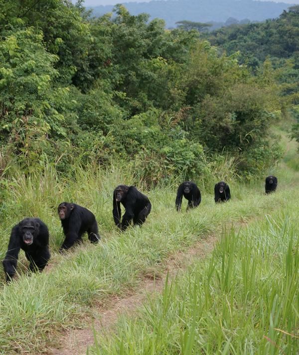 Bwindi Impenetrable National Park - Photo 4