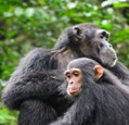 Kibale Forest National Park
