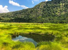 Semliki National Park - View 2