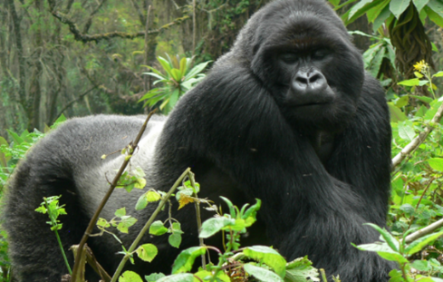 14 Days Uganda Gorilla Trekking & Safari Tours