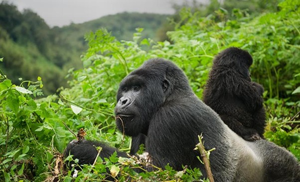 Rwanda Gorilla Trekking & Tanzania Safari