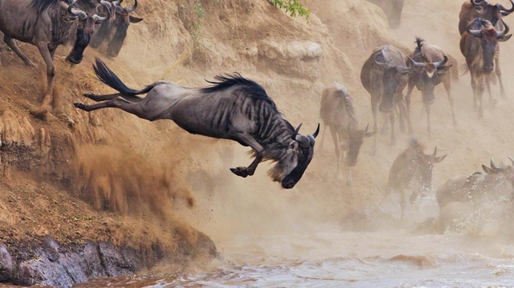 Tanzania Lodge Safari | Wildebeest Migration Overview