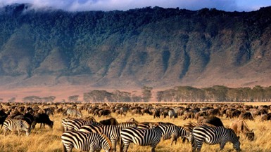 Tarangire, Serengeti & Ngorongoro Crater (3 Parks)