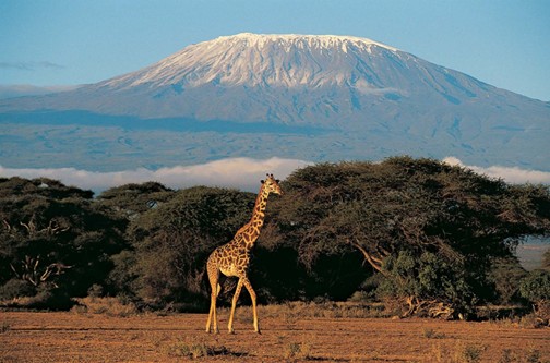Kilimanjaro Climbing & Tanzania Safari Experience