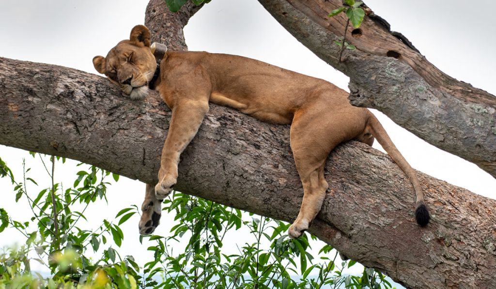 Queen Elizabeth National Park