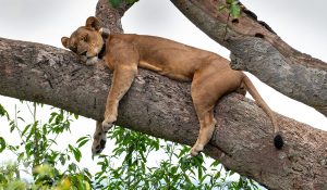 Queen Elizabeth National Park