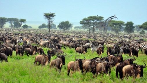 Tanzania Lodge Safari | Wildebeest Migration