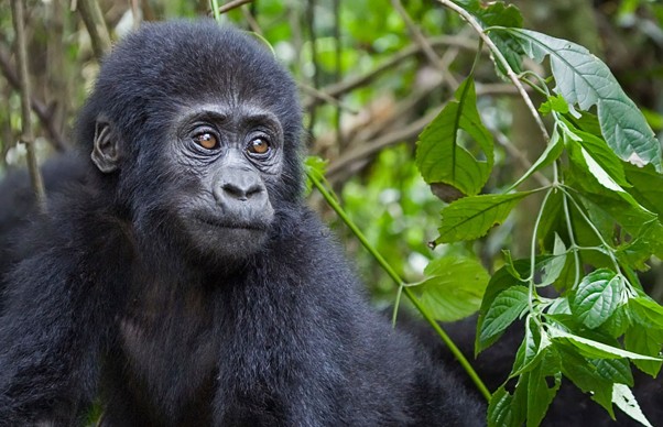 Bwindi
