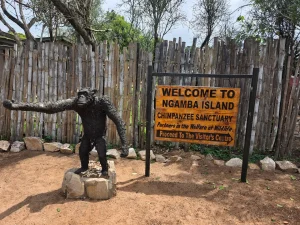 ngamba 11